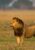 lion standing alone with mouth open in the plains of africa