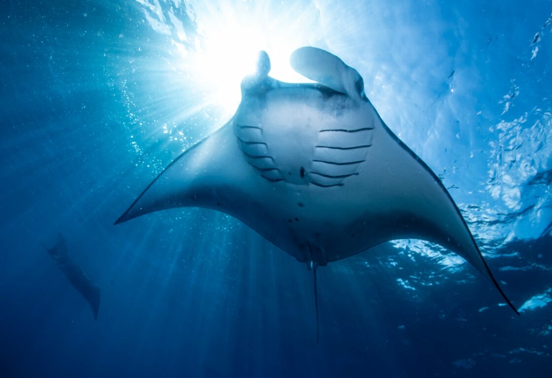 manta ray swimming in the ocean