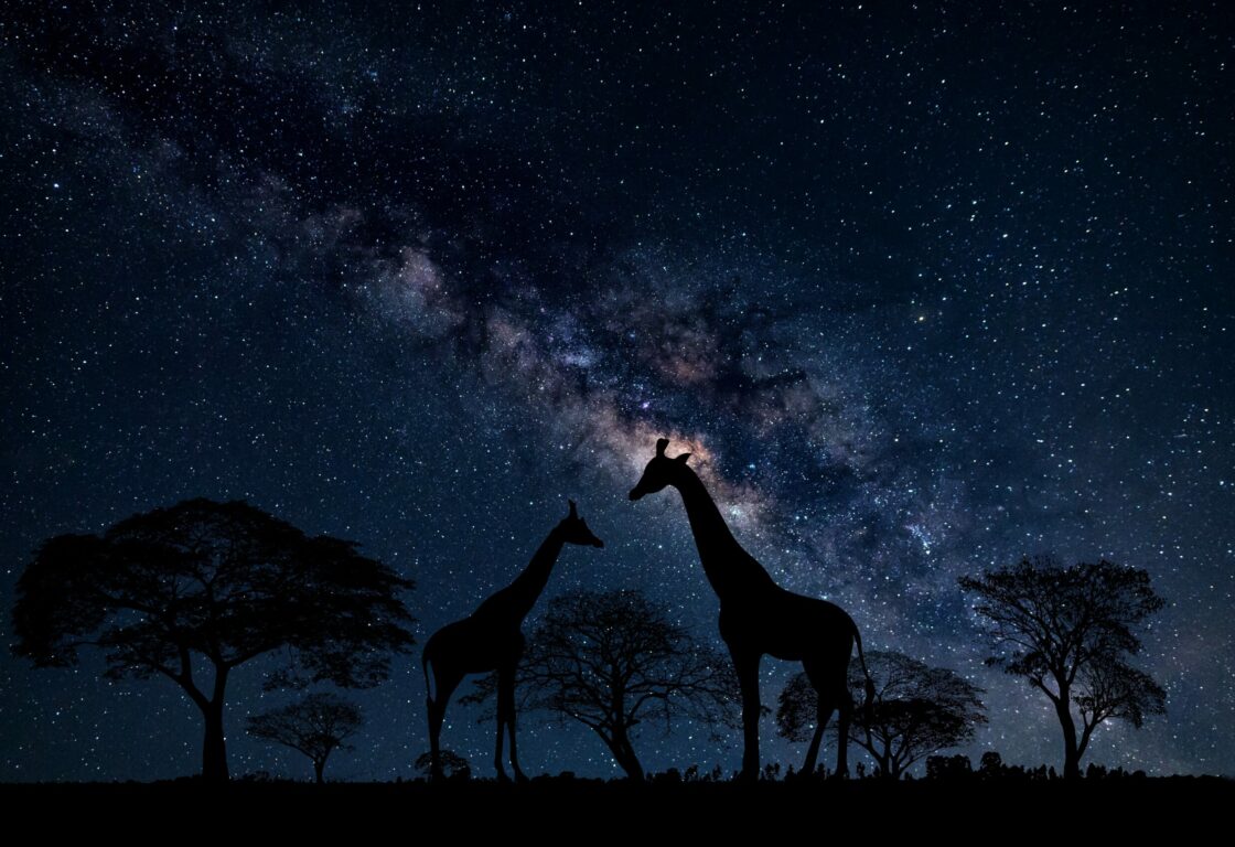 african night sky with milky way and two giraffe silhouettes