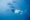 Woman model diver swimming with wild spinner dolphins