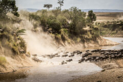 Wildebeest crossing the Mara River with dust clouds rising behind them during the Great Migration