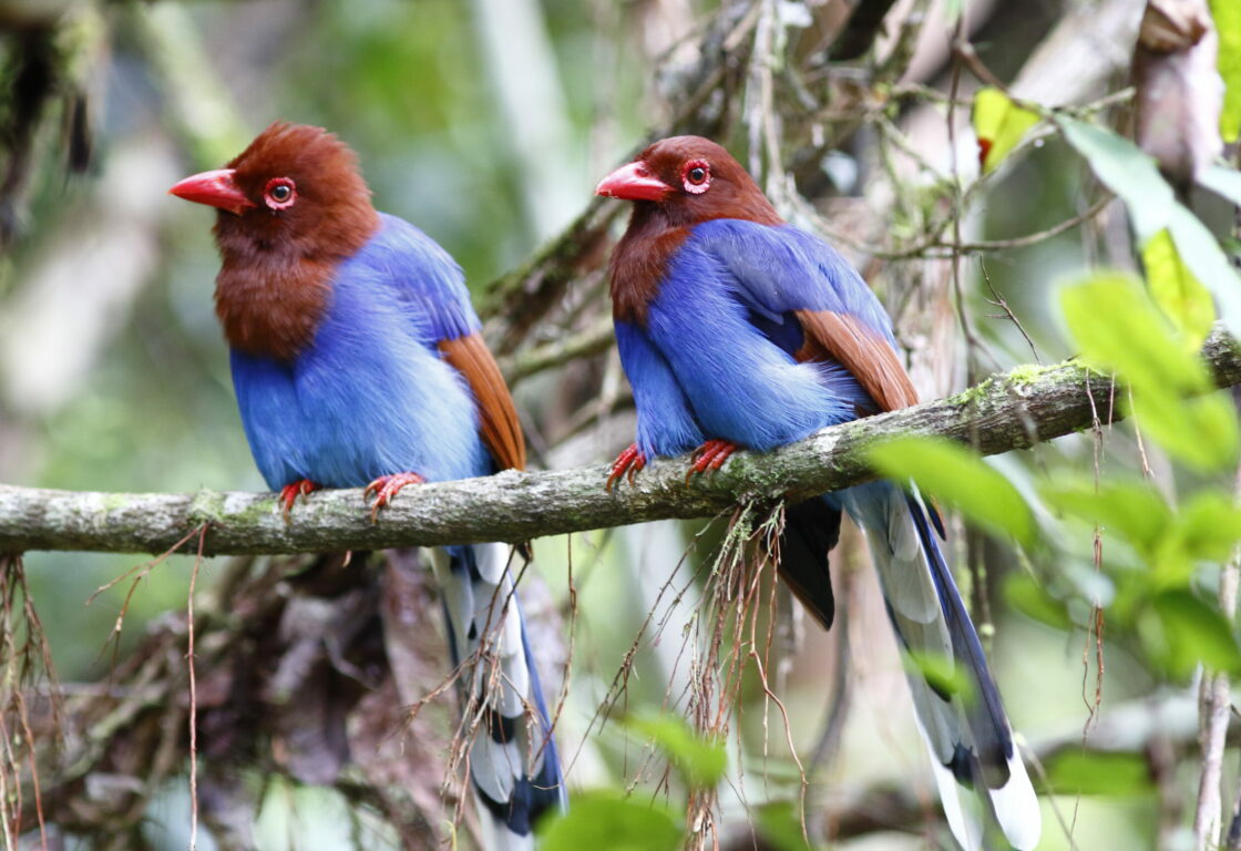 Two blue magpies sitting on abranch in the rainforest