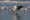 Great,White,Pelican