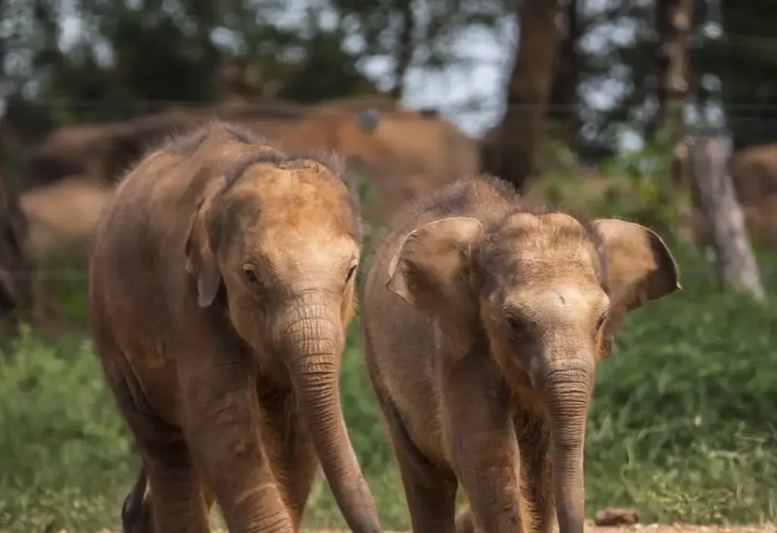 Two baby elephants walking side by side at the Elephant Transit Home in Udawalawe National Park, Sri Lanka.