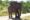 a large elephant stands next to the camera with white tusks and thick trees in the background of the image
