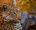 Close-up of a leopard resting beside a tree in the African bush.