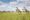 Four giraffes walk and graze across a vivid green open savannah plain dotted with acacia trees, with zebras visible in the far background under a dramatic blue sky filled with billowing white clouds