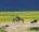 two zebras standing neck to neck to each other at the foots of Ngorongoro in Tanzania