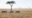 Three zebras walk in single file across the golden dry grass of the Serengeti plains, with a single iconic flat-topped acacia tree and a pale hazy sky behind them.