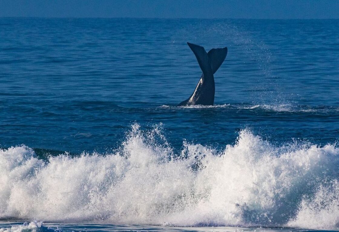 Wave breaking with huge whale tail protruding from the dark blue ocean in the background.