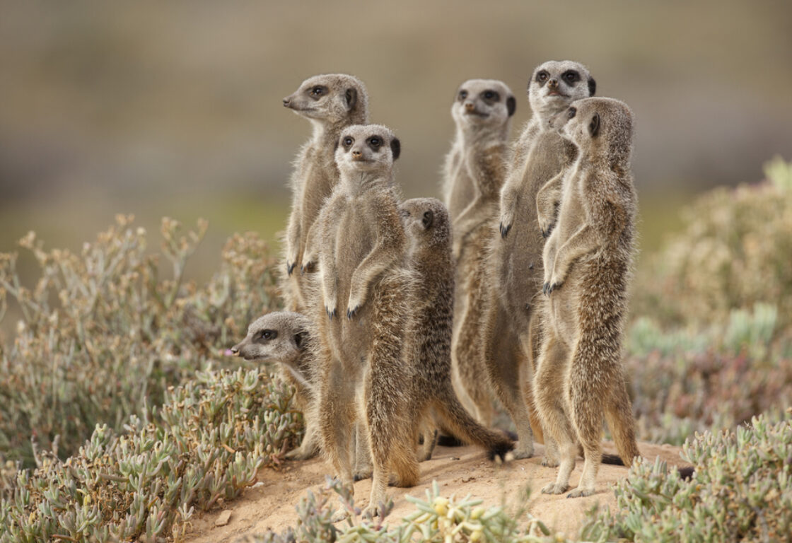 A family of 6 meerkats all stood on the hind legs looking in the same direction to the left of shot.
