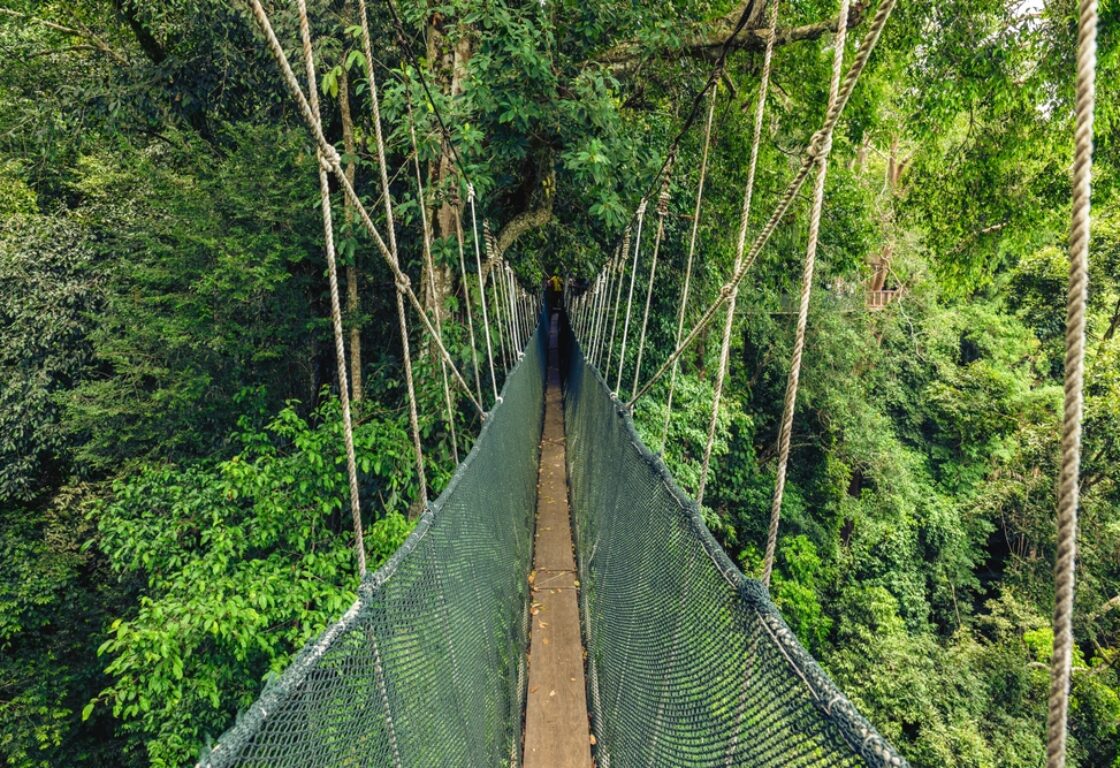 hanging bridge in Kinabalu National Park