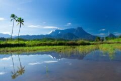 Tropical landscape in Borneo with palm trees, wetlands and mountains in the distance.