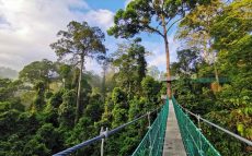 BRL-BOR-Canopy-Walkway-Image-resized