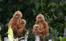 Borneo-Rainforest-Lodge-BOR-Red-Leaf-Monkey-Resized