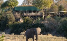 Deteema-Camp-ZIM-elephant