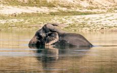 Gal-Oya-SRI-Elephant-Swim-RESIZED