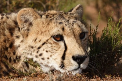 Spot Cheetah in Addo