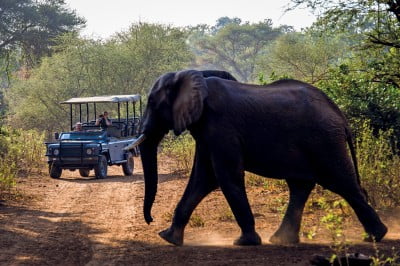 Game drives in The Kruger