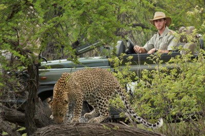 Thrilling game drives at Kambaku!