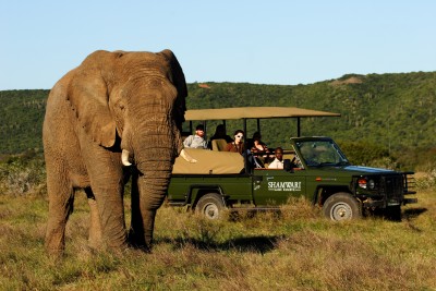 Exciting game drives at Shamwari!