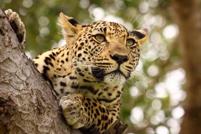 Big cat country, Sabi Sands