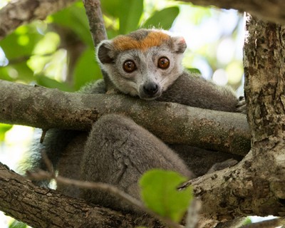 Madagascar_Iharana_Bush-lemur