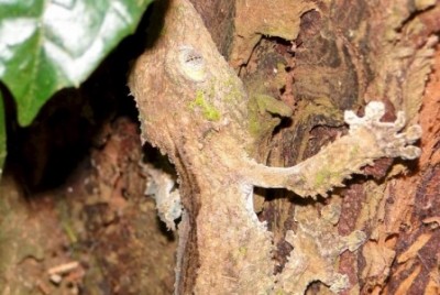 Leaf-tailed gecko, amber Mountain National Park