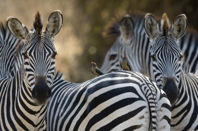 Zebras in the South Luangwa