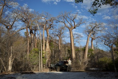 Soaring Baobab trees at Anjajavy