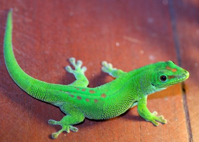 Giant day gecko, Manga Soa