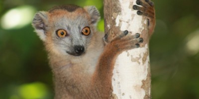 Sportive lemur