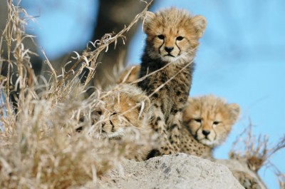 Cheetah cub game drive at Nottens