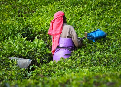 Tea pickers, Munnar