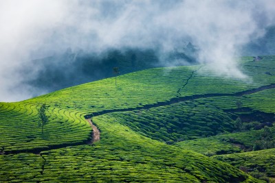 The stunning tea plantation of Munnar