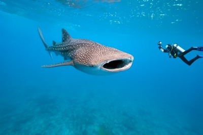 Tofo, Whale Shark capital!