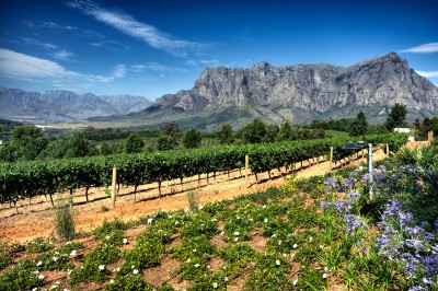 The stunning Cape Winelands