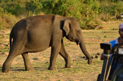 Jeep safari, Uda Walawe National Park