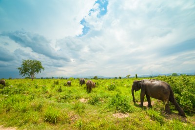 Elephants of Uda Walawe