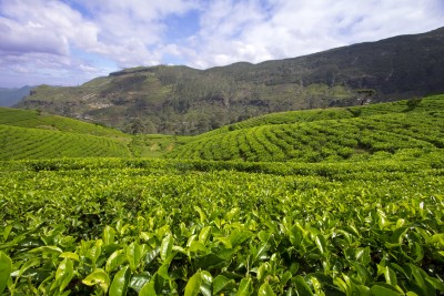 Stunning tea country