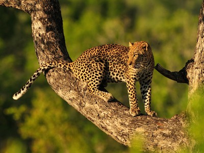 Lower Zambezi leopard