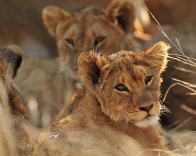 Lions of the Serengeti