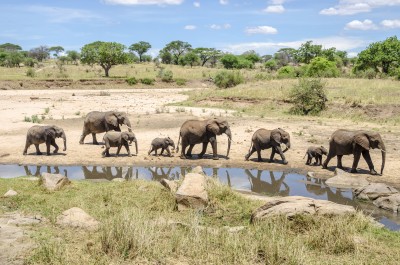 Elephant herd, Tarangire National Park