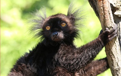 Black Macaco lemur