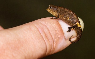 Brookesia Chameleon