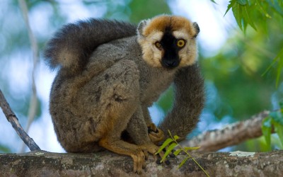 Sanford's brown lemur