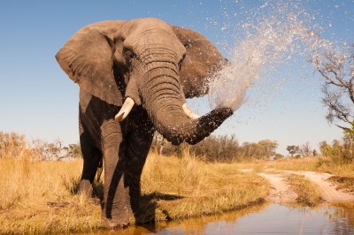 Elephant, Okavango
