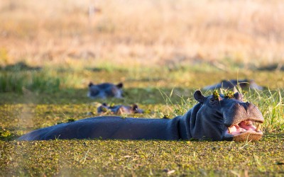 Spot hippo in Moremi