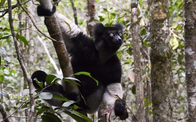 Indri Indri Lemur