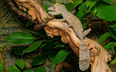 Leaf-tailed gecko